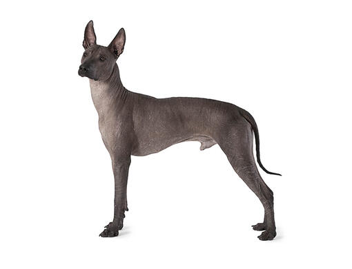 Xoloitzcuintli best sale standard size